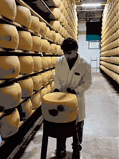 Un esperto batte una forma di Parmigiano Reggiano con il martelletto nel magazzino di stagionatura