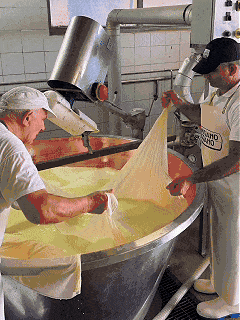 Due casari sollevano con un telo la cagliata di Parmigiano Reggiano dalla caldaia di rame